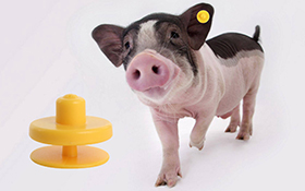 RFID Animal Electronic Ear Tag